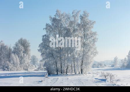 Europe, Pologne, petite Pologne, hiver avec le frost de neige près de Nowa Biala, région de Spisz Banque D'Images