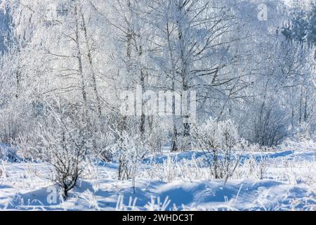 Europe, Pologne, petite Pologne, hiver avec le frost de neige près de Nowa Biala, région de Spisz Banque D'Images