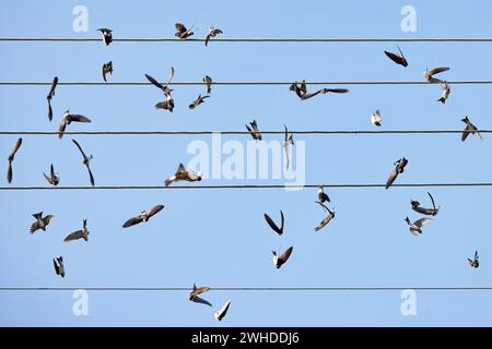 Hirondelles, maison martins, Delichon urbicum, ligne haute tension, assis, cueillette, oiseaux migrateurs Banque D'Images