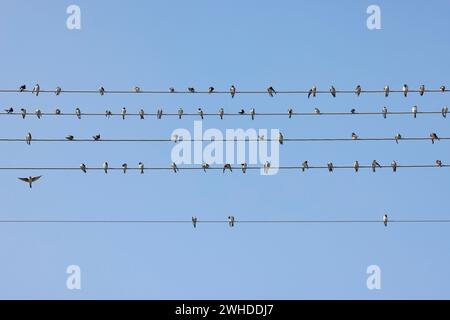 Hirondelles, maison martins, Delichon urbicum, ligne haute tension, assis, cueillette, oiseaux migrateurs Banque D'Images