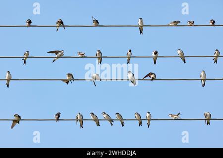 Hirondelles, maison martins, Delichon urbicum, ligne haute tension, assis, cueillette, oiseaux migrateurs Banque D'Images