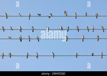 Hirondelles, maison martins, Delichon urbicum, ligne haute tension, assis, cueillette, oiseaux migrateurs Banque D'Images