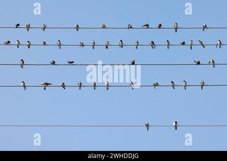 Hirondelles, maison martins, Delichon urbicum, ligne haute tension, assis, cueillette, oiseaux migrateurs Banque D'Images