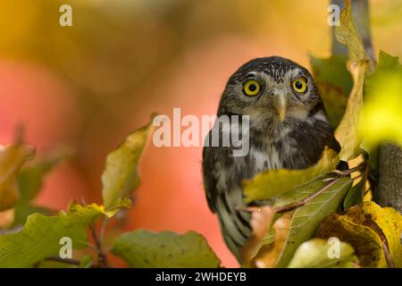 Chouette pygmée (Glaucidium passerinum), feuilles d'automne colorées en arrière-plan, captive Banque D'Images