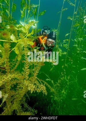 Plongeur nageant à travers les plantes aquatiques dans un lac Banque D'Images