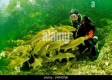 Plongeur jouant avec une école de barbel dans le Traun, Autriche Banque D'Images