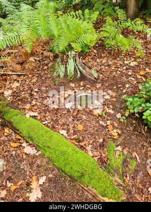 Plancher forestier brun avec mousse au premier plan et fougère en arrière-plan, Allemagne Banque D'Images