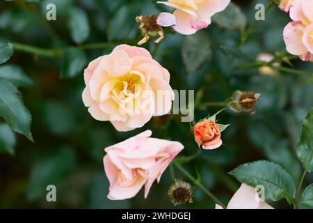 Écologisation urbaine avec la rose bengali (Rosa chinensis) à Frankfut, Hesssen, Allemagne Banque D'Images