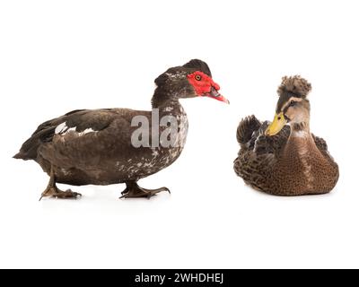 cairina moschata canard et canard femelle brun isolé sur fond blanc Banque D'Images