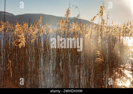 Lac de Constance, hiver, roseaux, lumière chaude Banque D'Images