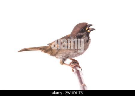 moineau hurlant isolé sur fond blanc Banque D'Images