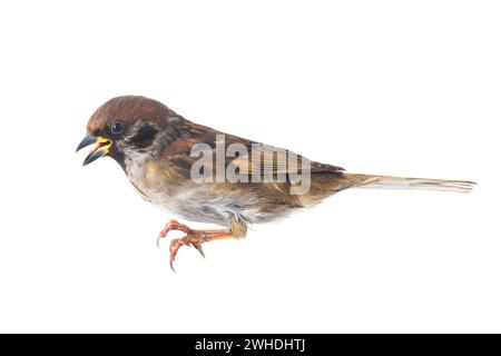 moineau hurlant isolé sur fond blanc Banque D'Images