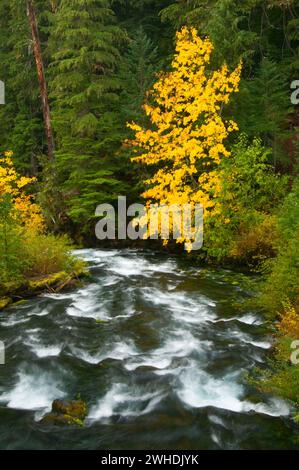 Cours supérieur de la rivière McKenzie en automne, McKenzie Wild and Scenic River, McKenzie Pass-Santiam Pass National Scenic Byway, Willamette National Forest, Oregon Banque D'Images