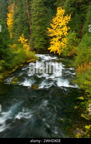 Cours supérieur de la rivière McKenzie en automne, McKenzie Wild and Scenic River, McKenzie Pass-Santiam Pass National Scenic Byway, Willamette National Forest, Oregon Banque D'Images