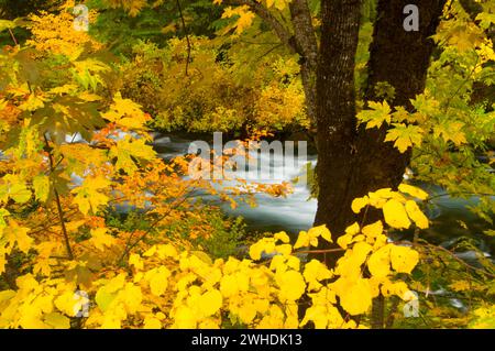 Cours supérieur de la rivière McKenzie en automne, McKenzie Wild and Scenic River, McKenzie Pass-Santiam Pass National Scenic Byway, Willamette National Forest, Oregon Banque D'Images