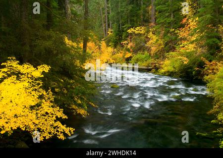 Cours supérieur de la rivière McKenzie en automne, McKenzie Wild and Scenic River, McKenzie Pass-Santiam Pass National Scenic Byway, Willamette National Forest, Oregon Banque D'Images