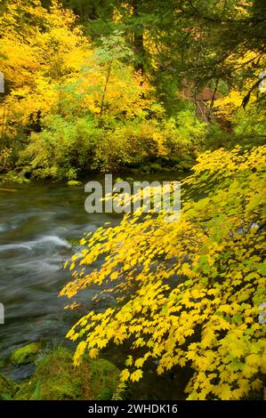 La région de McKenzie River en automne avec vine maple, McKenzie Wild and Scenic River, forêt nationale de Willamette, Oregon Banque D'Images