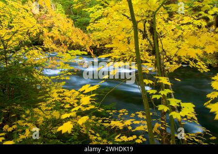 La région de McKenzie River en automne avec vine maple, McKenzie Wild and Scenic River, forêt nationale de Willamette, Oregon Banque D'Images