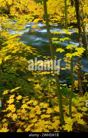 La région de McKenzie River en automne avec vine maple, McKenzie Wild and Scenic River, forêt nationale de Willamette, Oregon Banque D'Images