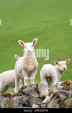 Agneaux au printemps dans le champ vert. (Mouton de montagne gallois.) Snowdonia, pays de Galles, Royaume-Uni Banque D'Images