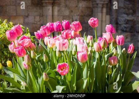 Tulipes roses, plantes poussant dans un jardin anglais, Royaume-Uni. Banque D'Images