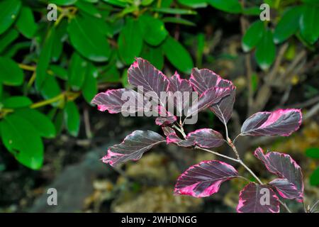 Branche de hêtre - Fagus sylvatica, variété Purpurea Tricolor avec violet varié coloré - feuilles roses de près, dans le jardin d'été. Ornementale Banque D'Images