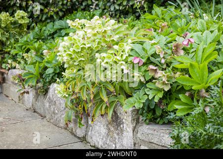 Hellebores (rose d'hiver ou rose de Noël) Helleborus orientalis et Helleborus Niger fleurissent dans un jardin britannique Banque D'Images
