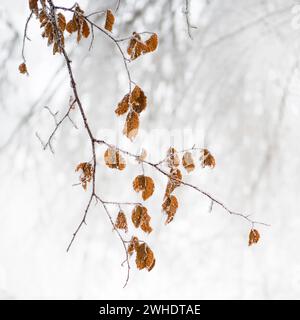 Hiver sur l'Uetliberg, Zurich, Suisse Banque D'Images