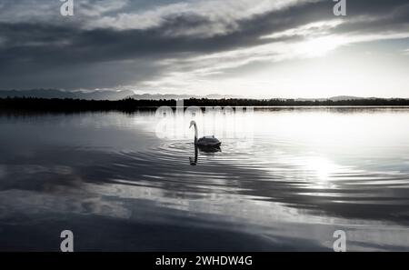 Lone Mute Swan (Cygnus olor) sur le lac Starnberg avec une vue sur les montagnes dans une atmosphère d'automne sombre, Bavière Banque D'Images