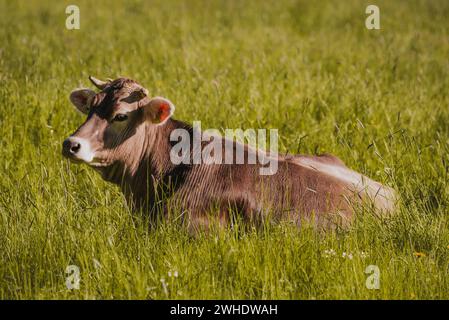 Vache Allgäu (Braunvieh) couchée dans un pré de printemps à Ostallgäu Allgäu, Souabe, Bavière, Allemagne Banque D'Images