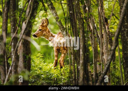 Jeunes chevreuils dans une forêt feuillue mixte ressemblant à un printemps à Ostallgäu, Allgäu, Souabe, Bavière, Allemagne Banque D'Images