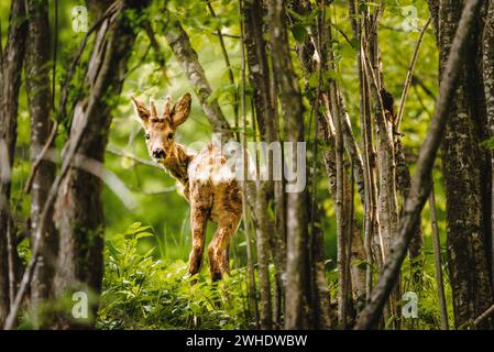 Jeune fauve timide dans la forêt feuillus mixte printanière à Ostallgäu, Allgäu, Souabe, Bavière, Allemagne Banque D'Images