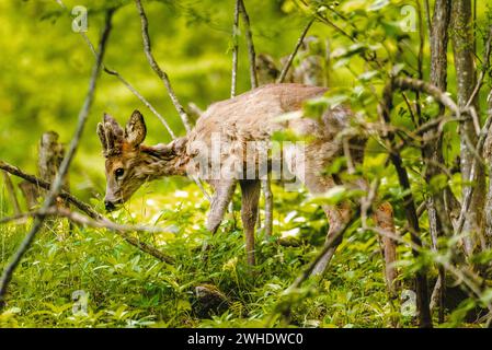 Jeune fauve timide dans la forêt feuillus mixte printanière à Ostallgäu, Allgäu, Souabe, Bavière, Allemagne Banque D'Images