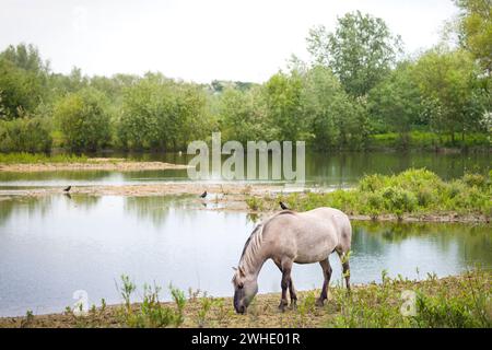 Poney Konik pâturant au bord de l'eau. Paysage de zones humides dans la réserve naturelle forestière de plaine inondable, Milton Keynes, Royaume-Uni Banque D'Images