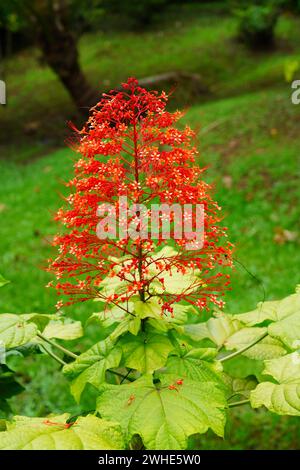 Vue d'une fleur de pagode rouge et verte, Clerodendrum paniculatum Banque D'Images