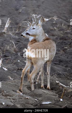 chevreuils sur des terres agricoles labourées (Capreolus capreolus) Banque D'Images