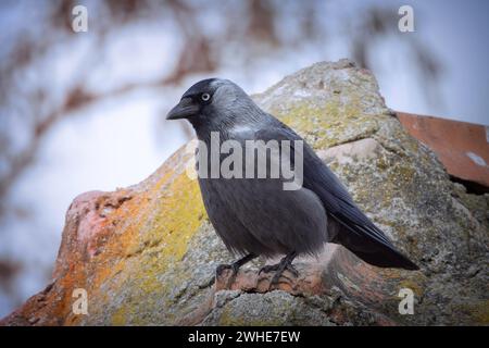 Jackdaw occidentale debout sur le toit d'une vieille maison (Coloeus monedula) Banque D'Images