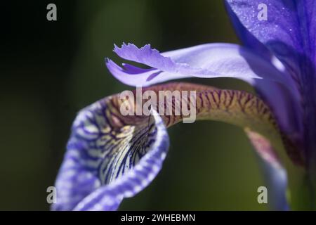 Iris sibirica en fleur, macro shot Banque D'Images