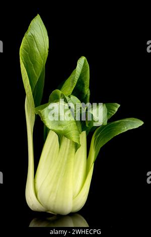 Pak choi sur noir Banque D'Images