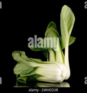 Pak choi sur noir Banque D'Images