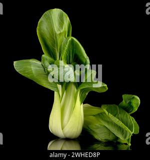 Pak choi sur noir Banque D'Images