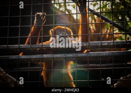 Singe hurleur rouge regardant triste et dans la distance contre la cage en captivité aspirant à la liberté Banque D'Images