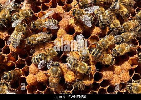 '16.09.2023, Allemagne, Brandebourg, Neuenhagen - abeilles miel sur un nid d'abeille avec couvain de drone. 00S230916D450CAROEX.JPG [AUTORISATION DU MODÈLE : NON APPLICABLE, PR Banque D'Images