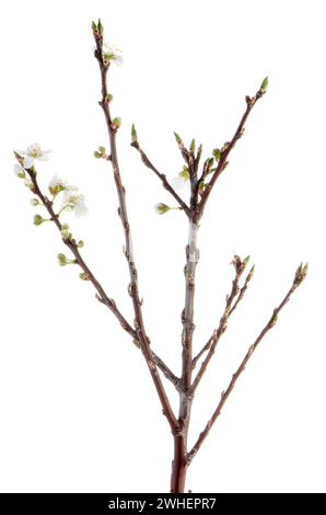 Fleur de cerisier printanière, en gros plan. Banque D'Images