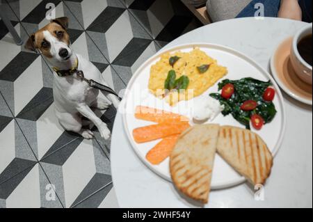 Jack Russell Terrier mendiant dans un café accueillant les chiens. Œufs brouillés saumon et toast sur une assiette. Banque D'Images