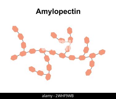 Molécule de sucre d'amylopectine, illustration Banque D'Images