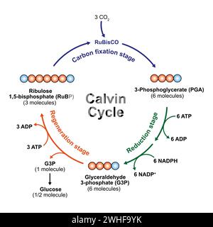 Cycle de Calvin, illustration Banque D'Images