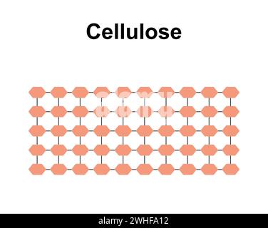 Molécule de sucre de cellulose, illustration Banque D'Images