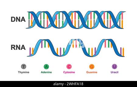 Structure de l'ADN et de l'ARN, illustration Banque D'Images