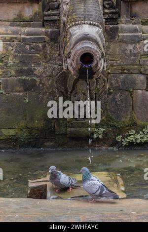 Déchunge dhara (bec de pierre) séchée sur la place Patan Durbar, au Népal, où le pigeon a un bain Banque D'Images